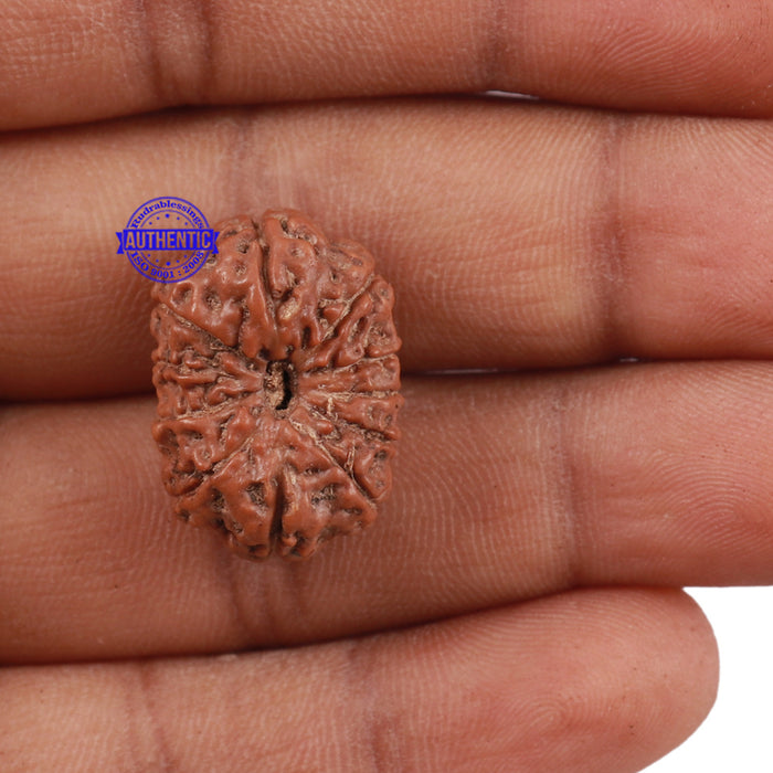 11 Mukhi Indonesian Rudraksha - Bead No. 144