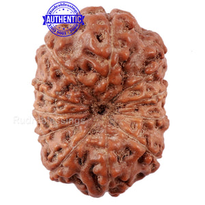 11 Mukhi Indonesian Rudraksha - Bead No. 144