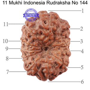 11 Mukhi Indonesian Rudraksha - Bead No. 144