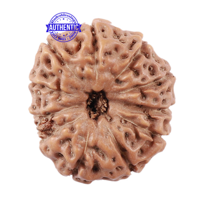 11 Mukhi Indonesian Rudraksha - Bead No. 145
