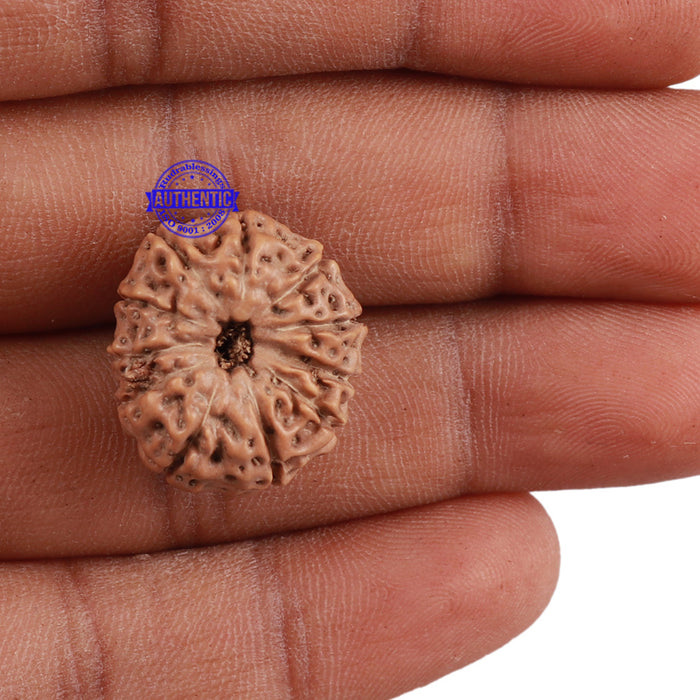 11 Mukhi Indonesian Rudraksha - Bead No. 145