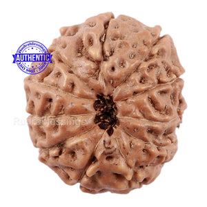 11 Mukhi Indonesian Rudraksha - Bead No. 145