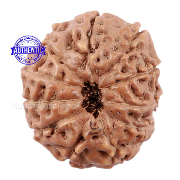 11 Mukhi Indonesian Rudraksha - Bead No. 145