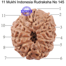 Load image into Gallery viewer, 11 Mukhi Indonesian Rudraksha - Bead No. 145
