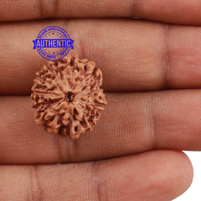 11 Mukhi Indonesian Rudraksha - Bead No. 148