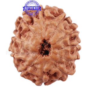 11 Mukhi Indonesian Rudraksha - Bead No. 148