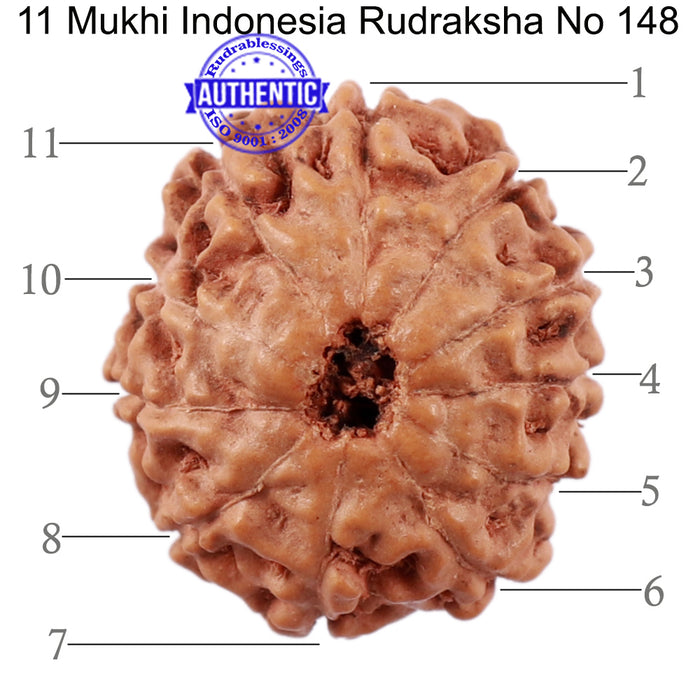 11 Mukhi Indonesian Rudraksha - Bead No. 148