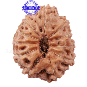 11 Mukhi Indonesian Rudraksha - Bead No. 149