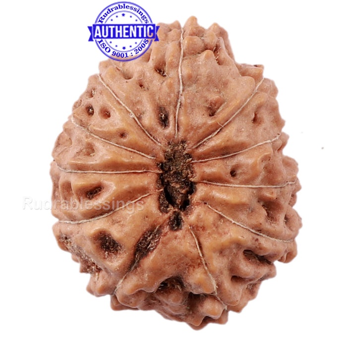 11 Mukhi Indonesian Rudraksha - Bead No. 149
