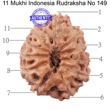Load image into Gallery viewer, 11 Mukhi Indonesian Rudraksha - Bead No. 149
