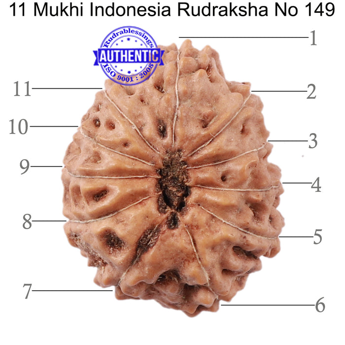 11 Mukhi Indonesian Rudraksha - Bead No. 149