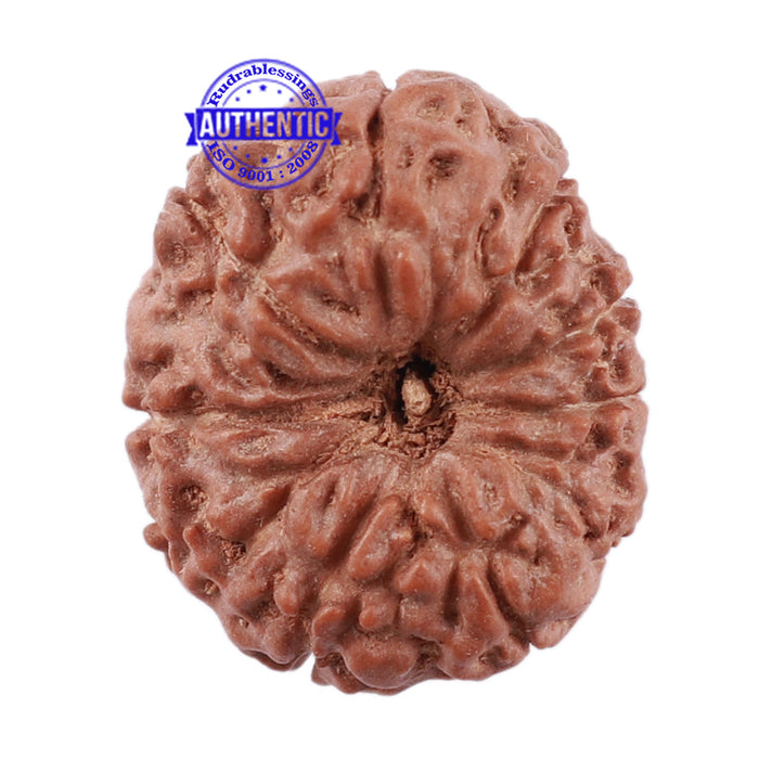11 Mukhi Indonesian Rudraksha - Bead No. 150
