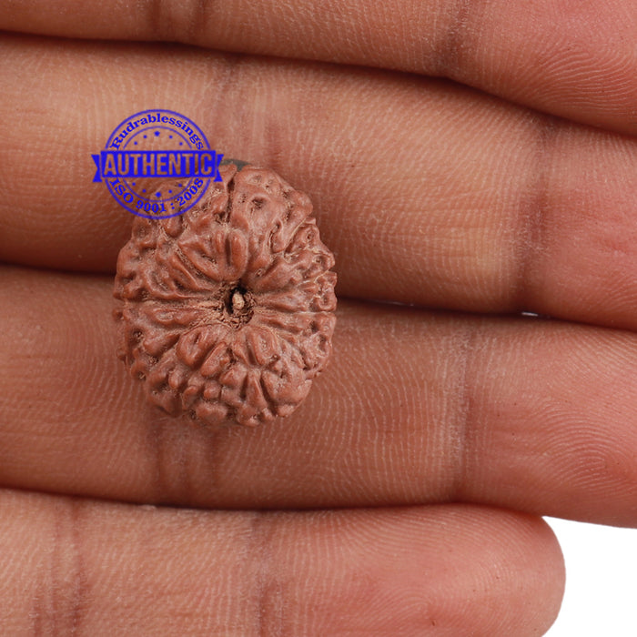 11 Mukhi Indonesian Rudraksha - Bead No. 150