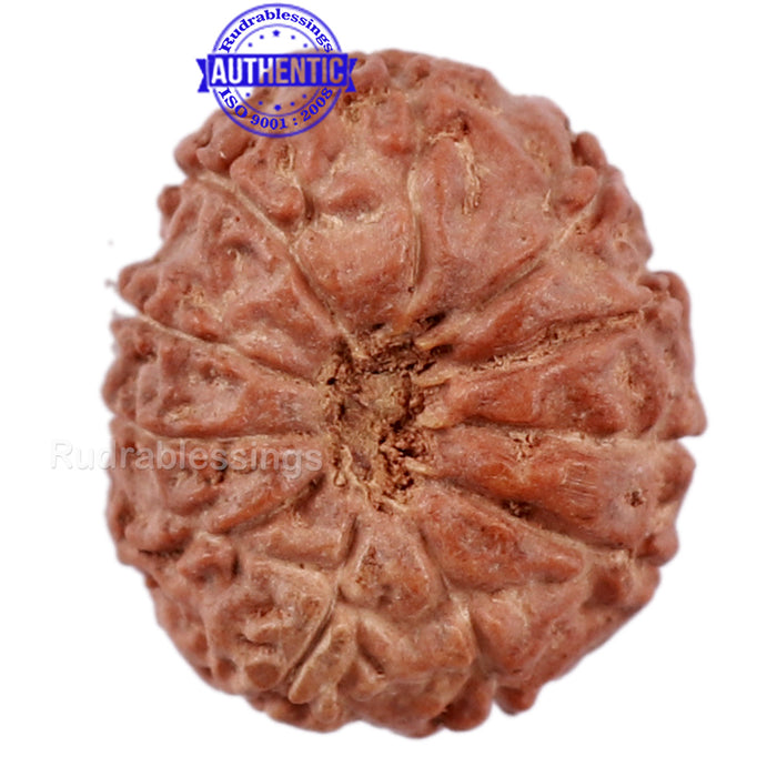 11 Mukhi Indonesian Rudraksha - Bead No. 150