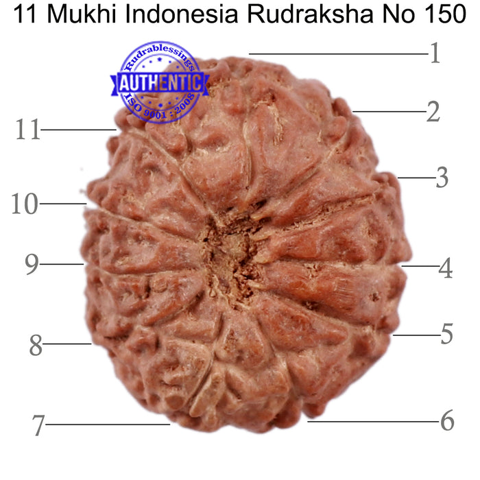 11 Mukhi Indonesian Rudraksha - Bead No. 150