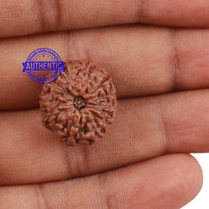 11 Mukhi Indonesian Rudraksha - Bead No. 151