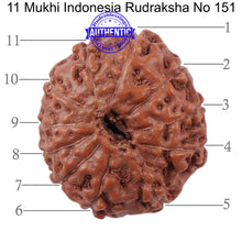 Load image into Gallery viewer, 11 Mukhi Indonesian Rudraksha - Bead No. 151
