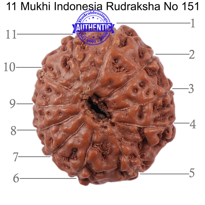 11 Mukhi Indonesian Rudraksha - Bead No. 151