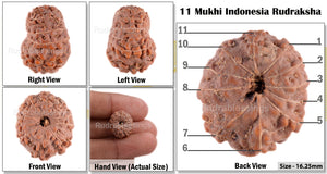 11 Mukhi Indonesian Rudraksha - Bead No. 27