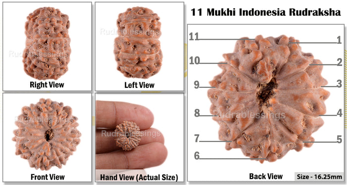 11 Mukhi Indonesian Rudraksha - Bead No. 34