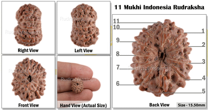 11 Mukhi Indonesian Rudraksha - Bead No. 37