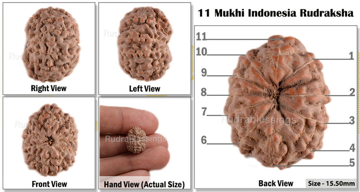 11 Mukhi Indonesian Rudraksha - Bead No. 39