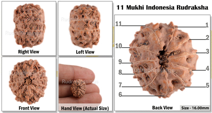 11 Mukhi Indonesian Rudraksha - Bead No. 45