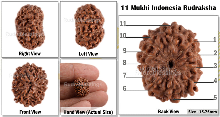 11 Mukhi Indonesian Rudraksha - Bead No. 46
