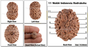 11 Mukhi Indonesian Rudraksha - Bead No. 49