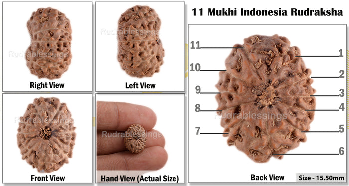 11 Mukhi Indonesian Rudraksha - Bead No. 49