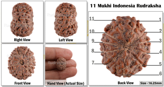 11 Mukhi Indonesian Rudraksha - Bead No. 53