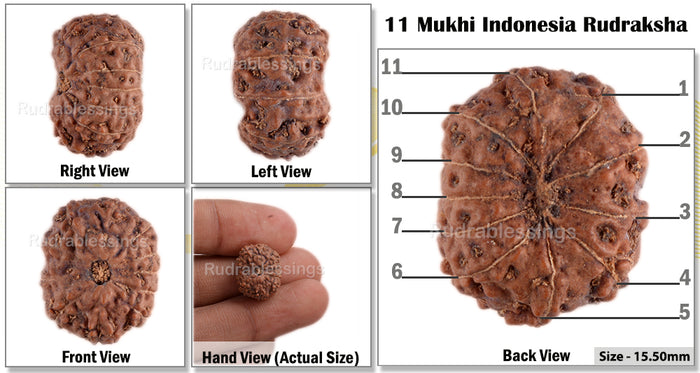 11 Mukhi Indonesian Rudraksha - Bead No. 55