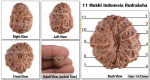 11 Mukhi Indonesian Rudraksha - Bead No. 59