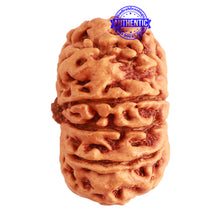 Load image into Gallery viewer, 11 Mukhi Nepalese Rudraksha - Bead No. 300
