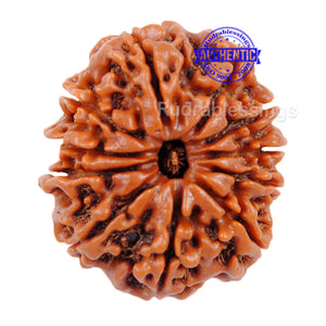 11 Mukhi Nepalese Rudraksha - Bead No. 47
