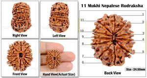 11 Mukhi Nepalese Rudraksha - Bead No. 44