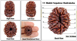 11 Mukhi Nepalese Rudraksha - Bead No. 45