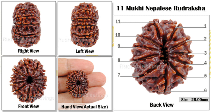 11 Mukhi Nepalese Rudraksha - Bead No. 45