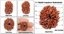 Load image into Gallery viewer, 11 Mukhi Nepalese Rudraksha - Bead No. 46
