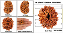 Load image into Gallery viewer, 11 Mukhi Nepalese Rudraksha - Bead No. 54
