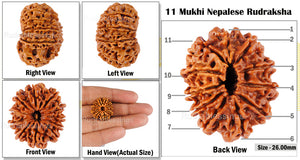 11 Mukhi Nepalese Rudraksha - Bead No. 54