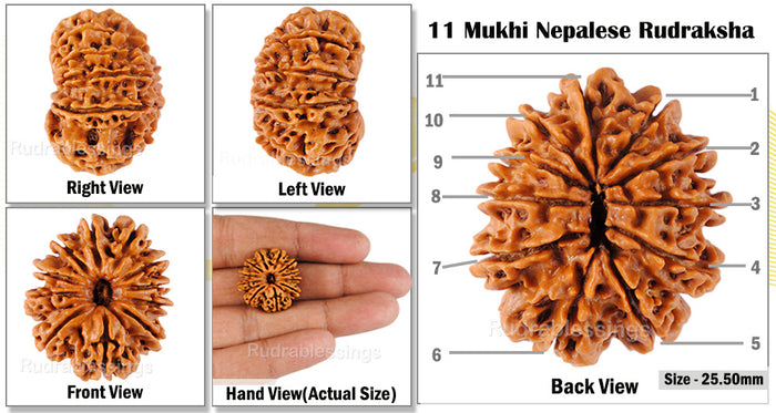 11 Mukhi Nepalese Rudraksha - Bead No. 55