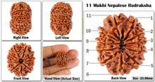 Load image into Gallery viewer, 11 Mukhi Nepalese Rudraksha - Bead No. 63
