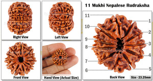 11 Mukhi Nepalese Rudraksha - Bead No. 64