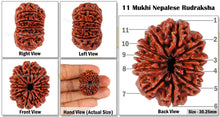 Load image into Gallery viewer, 11 Mukhi Nepalese Rudraksha - Bead No. 66
