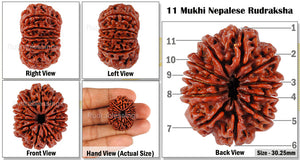 11 Mukhi Nepalese Rudraksha - Bead No. 66