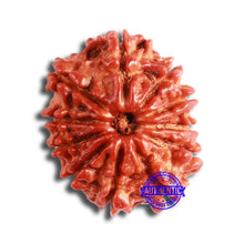 Load image into Gallery viewer, 11 Mukhi Nepalese Rudraksha - Bead No. 326A

