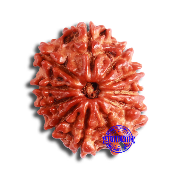 11 Mukhi Nepalese Rudraksha - Bead No. 326A