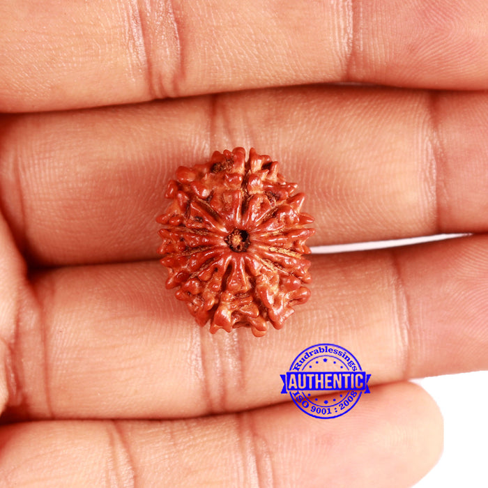 11 Mukhi Nepalese Rudraksha - Bead No. 326A