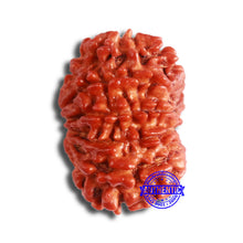 Load image into Gallery viewer, 11 Mukhi Nepalese Rudraksha - Bead No. 326A
